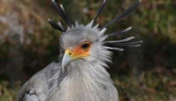 7 Days Birding Safari Kenya Tour