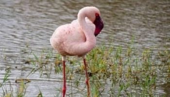 7 Days Kenya Lake System Birding Tour