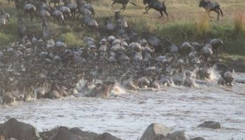 7 Days Nairobi - Amboseli - Lake Naivasha - Masai Mara Tour