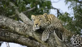 7 Days Samburu - Ol Pejeta - Nakuru - Mara Adventure Tour