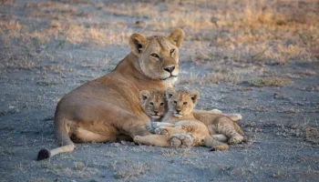 7-Day Luxury Holiday In Kenya Tour