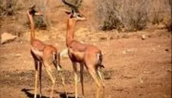 8 Days Captivating Holiday In Kenya Tour