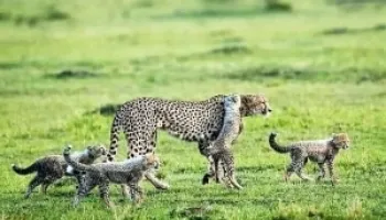 8 Days Kenya Safari Tour