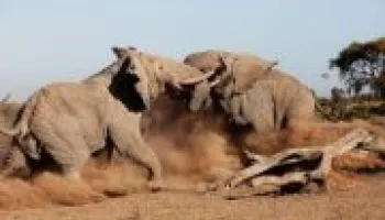 8-Day Kenya Vacation Bundle Tour