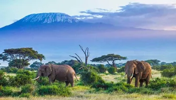 Amboseli Safari On Budget Tour