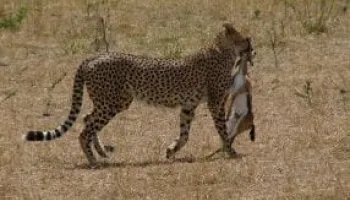 Budget Masai Mara Private Safari Tour