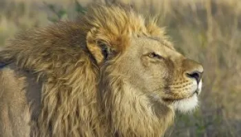 7-Days Kenya Explorer Safari Tour