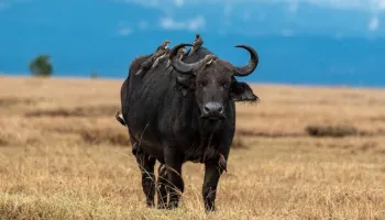 Kenya In Style - 7 Day Exclusive Safari Tour