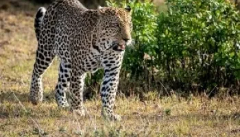 Masai Mara Holiday Deal Tour