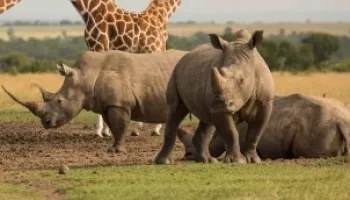 Ol Pejeta Conservancy Safari Tour