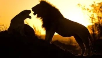 Tsavo East Safari Tour With Night Game Drive