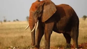 Tsavo West Safari Tour With Night Game Drive