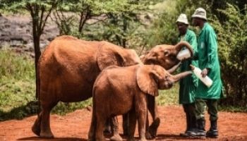 10 Days Kids Friendly Family Vacation Kenya Tour