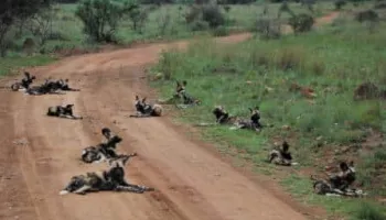 8D Fly In Safari Ruaha National Park - Nyerere National Park - Mafia Island Tour