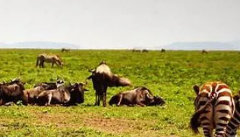 Zanzibar Holiday - 05 Days Of Beach - Adventure Tour