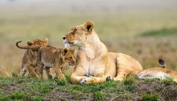 04 Days - Serengeti Flying Safari Tour