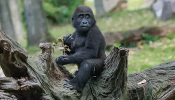 5 Days Uganda Primate Expedition Tour