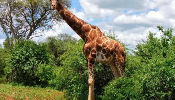 2 Days Safari Tarangire - Ngorongoro National Park Tour