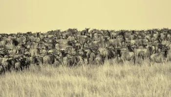 13 Days - 12 Nights Safari And Beach Relaxation Tour