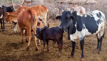 Iraqw Culture Center - Cultural Immersion Tour