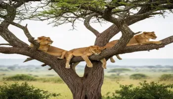 5 Days 4 Nights Tanzania Signature Luxury Safari Experience