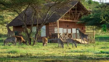 1 Day Tour To Serval Wildlife