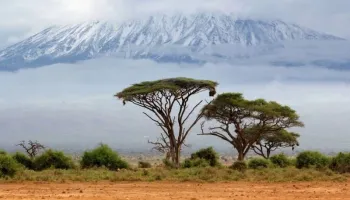 1 Day Hike To Mt. Kilimanjaro National Park Tour