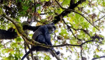 1 Day Tour To Arusha National Park