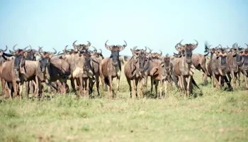 8 Days Tanzania Endless Plains Signature Safari Tour