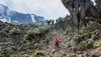 7 Days Kilimanjaro - Rongai Route Tour