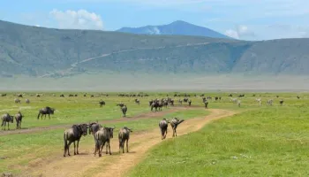 6 Days Tanzania Budget Safari Tour