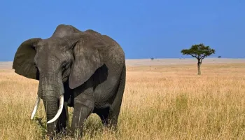 5 Days Tanzania Lodge Safari Tour