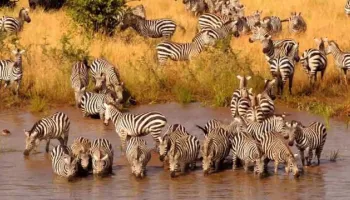 6 Days Tanzania Lodge Safari Tour