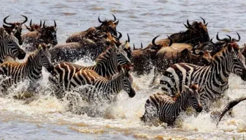 7 Days Tanzania Lodge Safari Tour