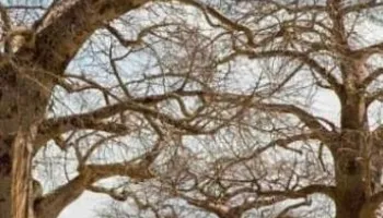 10 Days Southern Escape Safari Tour