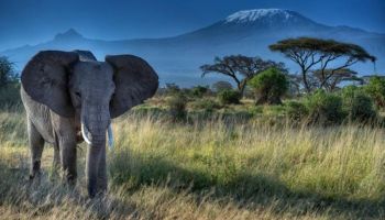 5 Days Mombasa - Amboseli And Tsavo Trip