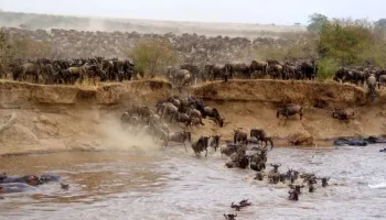Maasai Mara Wildebeest Migration Tour