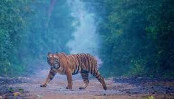 2 Night 3 Day Jim Corbett Tour