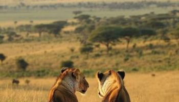 2 Nights 3 Days Nairobi to Maasai Mara Tour Package