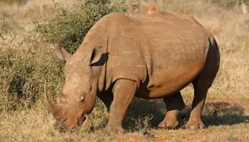 07 Nights  08 Days Mount Kenya- Lake Nakuru- Maasai Mara - Mombasa Honeymoon Package