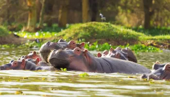 Nairobi - Samburu - Nanyuki - Nairobi Tour