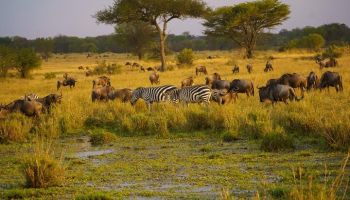 16 Days - 15 Nights Kenya-Tanzania Grand Safari Tour