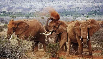 9 Days - 8 Nights Samburu - Classic Kenya Safari Tour