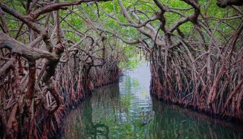 7 Days 6 Nights to Sri Lanka All Inclusive Honeymoon Tour