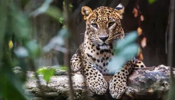 7 Days 6 Nights to Sri Lanka All Inclusive Honeymoon Tour