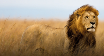 Tanzania - Mid Range Safari 6 Days - 5 Nights Tour