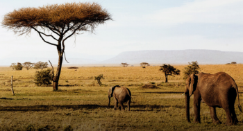 Tanzania High End Safari 6 Days - 5 Nights Tour