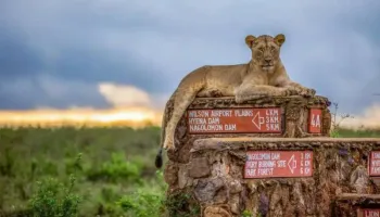 Nairobi Day Tour -National Park