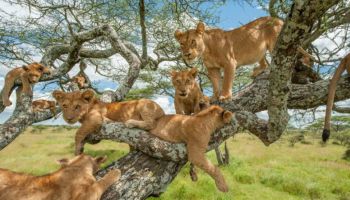 6 Days Lake Manyara - Ngorongoro Crater - Serengeti Safari Tour