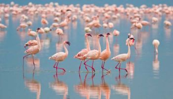 7 Days Lake Manyara - Serengeti - Ngorongoro Crater Safari Tour